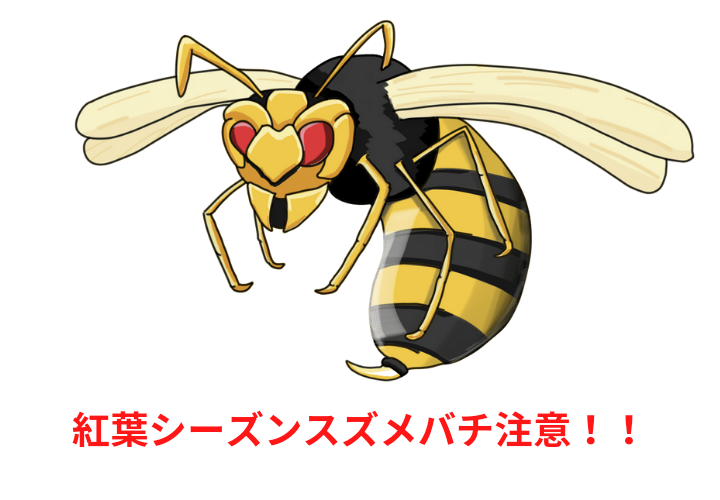 猛暑で急増スズメバチに刺されると超危険！紅葉シーズンのハチは凶暴です