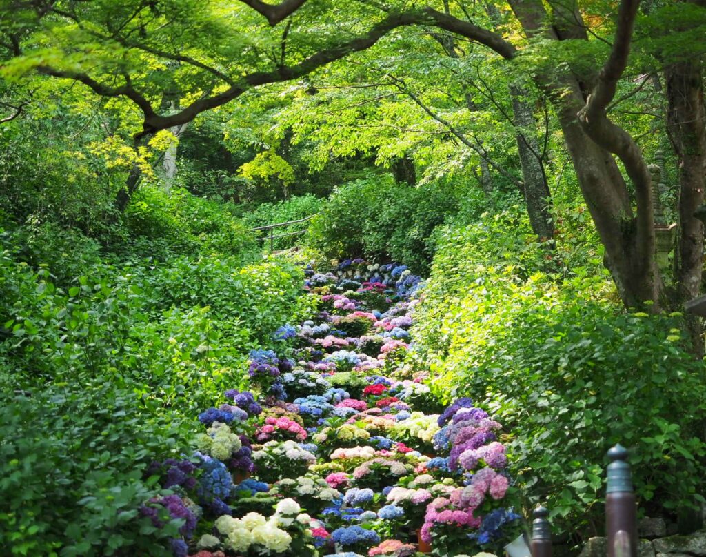 奈良【長谷寺】紫陽花回廊|話題の嵐の坂!階段を埋め尽くすあじさい2025年から通り抜け禁止になりました